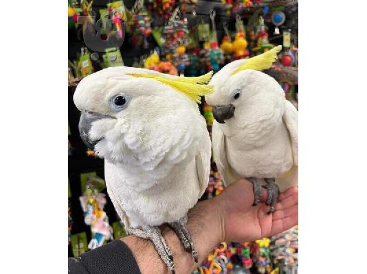 PoulaTo: Ομπρέλα Παπαγάλοι Cockatoo