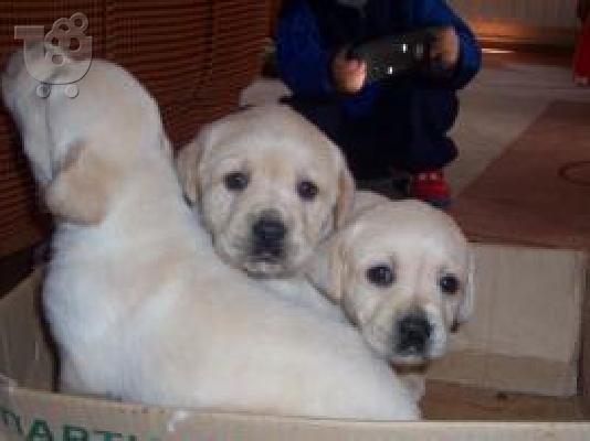 LABRADOR