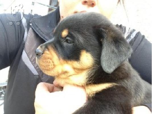 ROTTWEILER