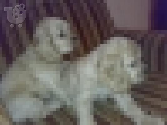 Πωλουνται Αμερικανικο κοκερ σπανιελ Κόκερ Σπάνιελ...