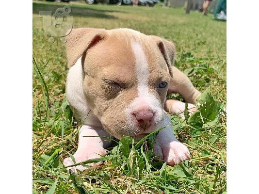κουτάβια pitbull
