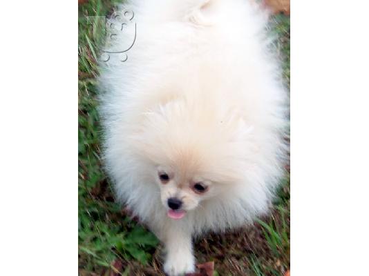 Γυναίκα AKC Pomeranian κουτάβι