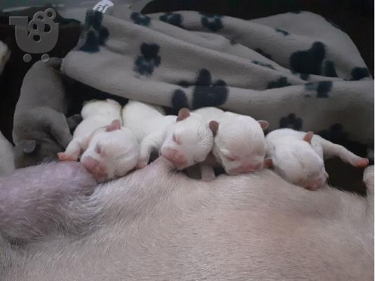 Pure AKC Registered French Bulldog Puppy για υιοθεσία