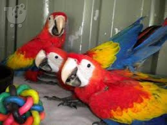 PoulaTo: υπέροχο παπαγάλο macaw για 200 €