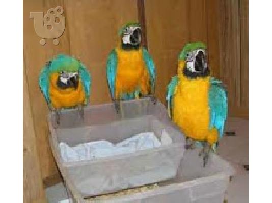 PoulaTo: talking scarlet macaw parrot for 200€