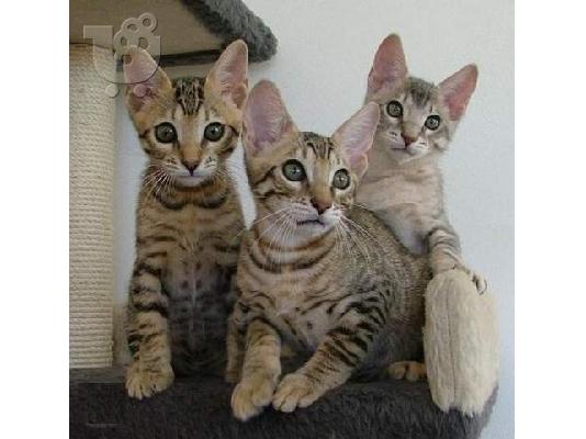 PoulaTo: εξωτικά γατάκια και Cubs (Cheetah και Caracal)