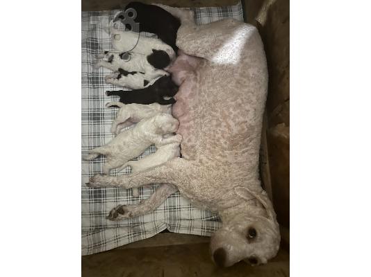 Lagotto Romagnolo κουτάβια προς πώληση