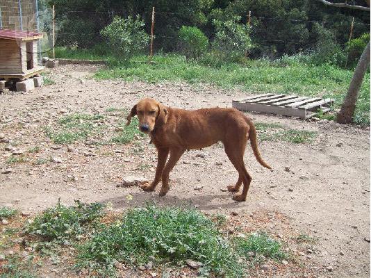 Καθαροαιμη Βιζλα χαριζεται