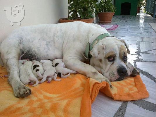 american bulldog