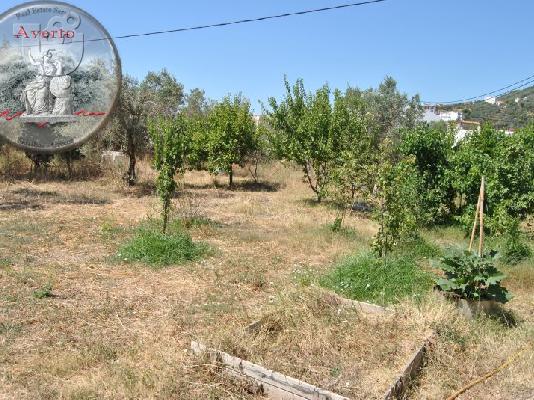 ΕΠΕΝΔΥΣΗ ΣΤΗ ΣΚΙΑΘΟ -ΟΙΚΟΠΕΔΟ ΕΝΤΟΣ ΣΧΕΔΙΟΥ - ΕΠΕΝΔΥΤΙΚΟ ΑΚΙΝΗΤΟ...