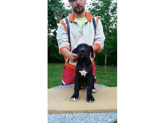 Cane Corso καθαροαιμα 6979314054 ΑΘΗΝΑ-ΘΕΣΣΑΛΟΝΙΚΗ- ΚΡΗΤΗ