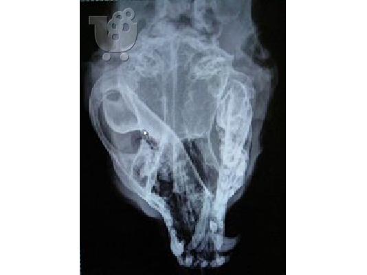 ΗΜΙΑΙΜΟ BULL TERRIER ΠΡΟΣ ΥΙΟΘΕΣΙΑ,ΑΡ ΠΡΩΤ 4247/02