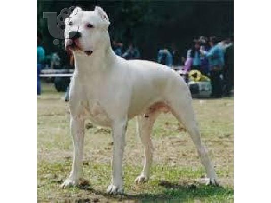 Dogo Argentino καθαροαιμα κουταβια 6979314054 ΕΛΛΑΔΑ