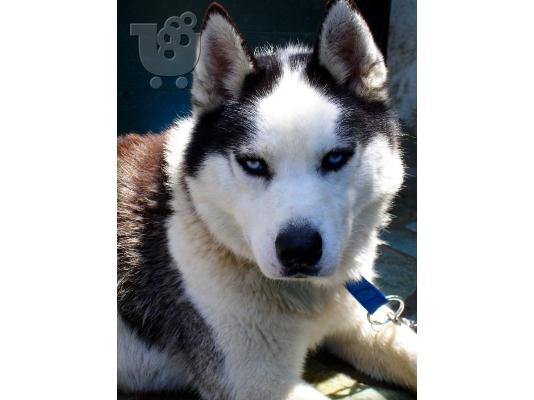 ΧΑΣΚΙ Σιβηρίας (Siberian Husky)