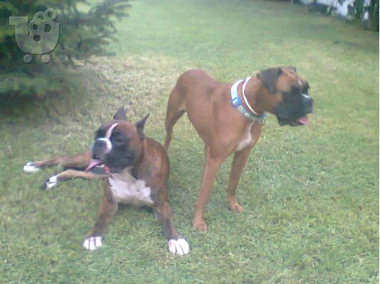 PoulaTo: boxer