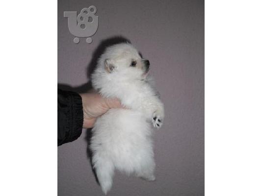 pomeranian