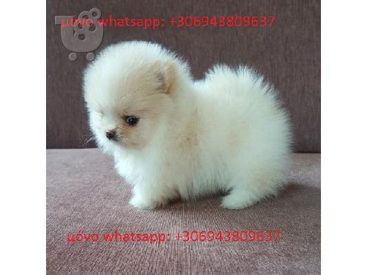 PoulaTo: pomeranian μίνι- πομεράνιαν μίνι