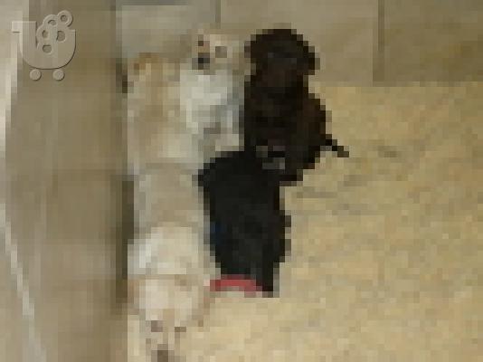 Labrador pedigree puppies