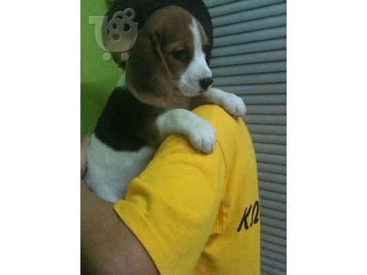 BEAGLE  ΚΟΥΤΑΒΑΚΙΑ Μπίγκλ