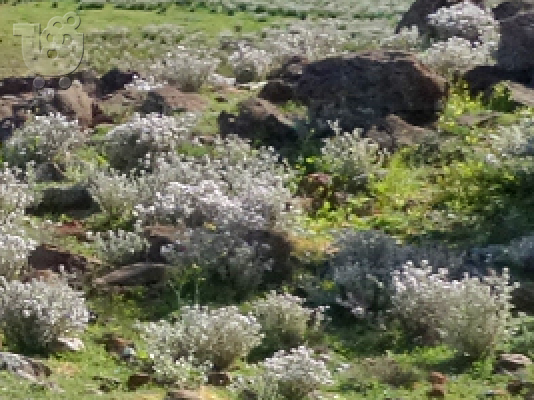 Καθαρισμός Οικοπέδων Φιλοπάππου 694 7329 435 Κάδοι Μπαζών Φιλοπάππου Katharismos Oikopedwn...