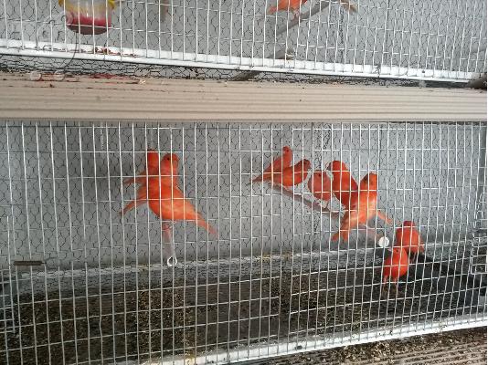 PoulaTo: καναρίνια κόκκινα