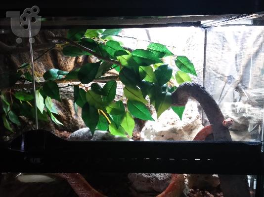 PoulaTo: cornsnake με φουλ εξοπλισμο