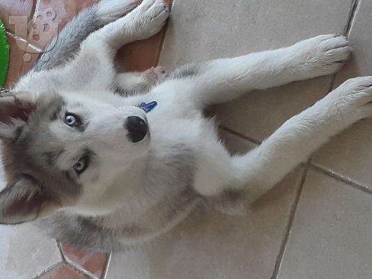 Dinetai xaski 4minwn me vivliario kai ola ta emvolia tou