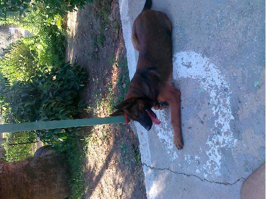 PoulaTo: malinois