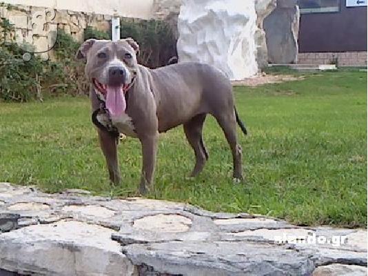 pitbull blue xl