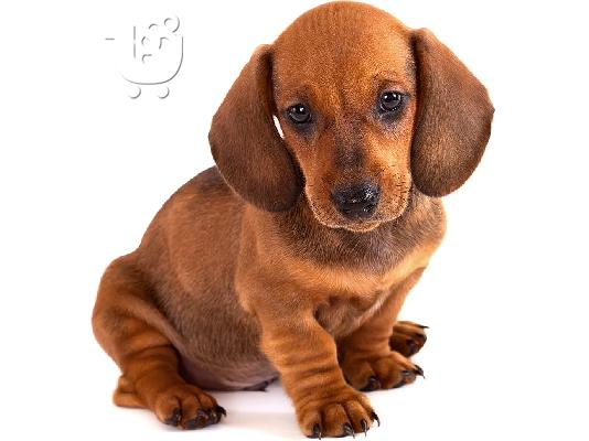 PoulaTo: Dachshund - Ντάτσχουντ
