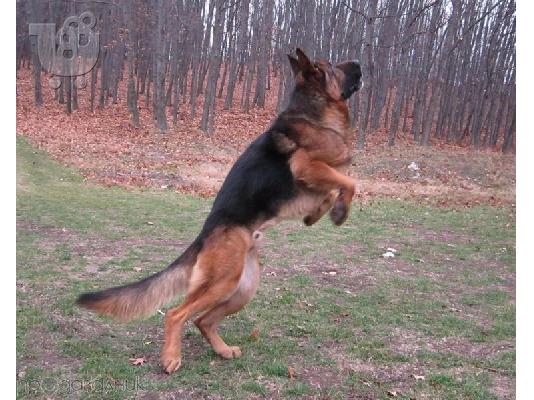 German Shepherd