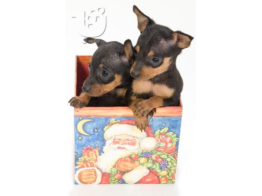 Pinscher Toy (το μικροτερο σκυλι που υπαρχει)