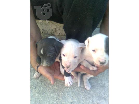 PoulaTo: ΑΜΕΡΙΚΑΝΙΚA PITBULL RED NOSE