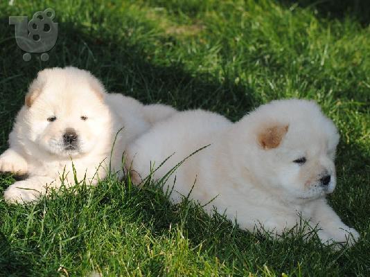 PoulaTo: CHOW CHOW