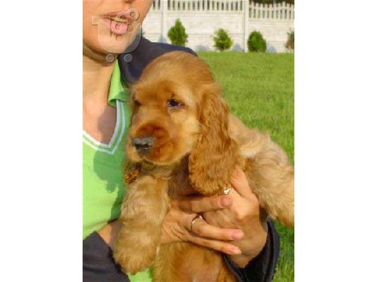 Coker Spaniel - Κοκερ