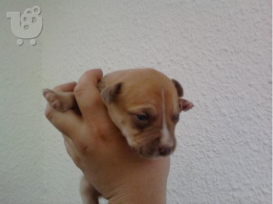 PoulaTo: American pitbull terrier 