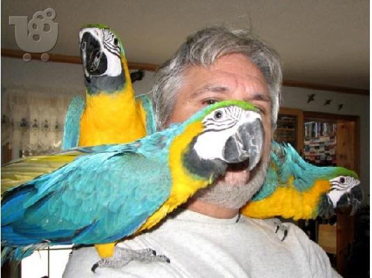 PoulaTo: Talking Macaw Parrots for Sale
