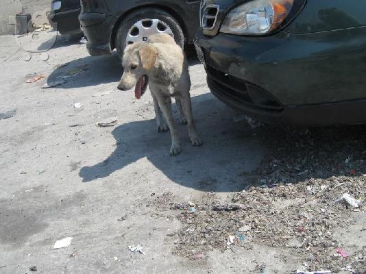 PoulaTo: ΟΔΥΣΣΕΑΣ,ΙΜΙΑΙΜΟ LABRADOR ΧΩΡΙΣ ΟΙΚΟΓΕΝΕΙΑ,Αρ.Πρωτ 4247/02