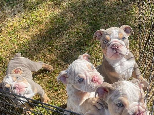 PoulaTo: Male & Female Bulldog Puppies For Sale