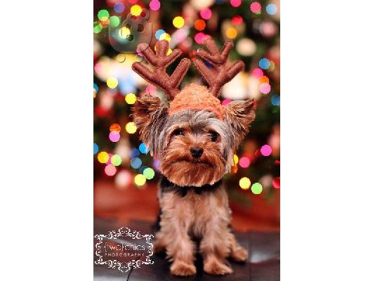 ***Home Raised and House Broken Yorkies Διατίθενται Δωρεάν***