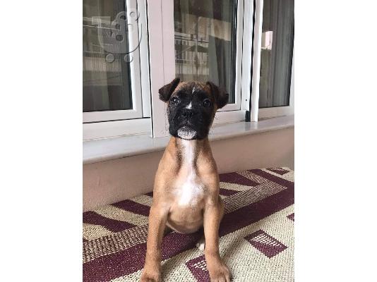 boxer θηλυκο