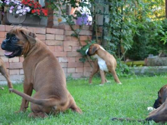 PoulaTo: BOXER