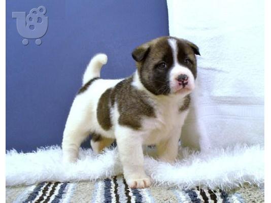 Akita inu κουτάβι