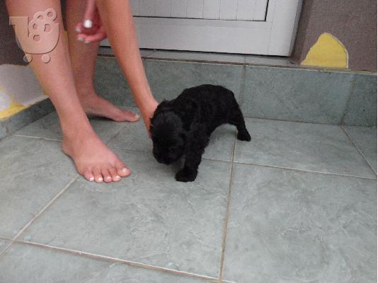 koker spaniel mavro