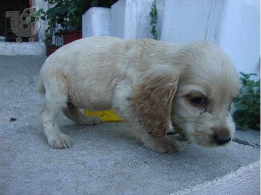 koker spaniel