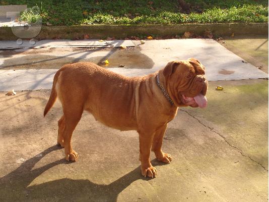 DOGUE DE BORDEAUX -ΓΑΛΛΙΚΟ MASTIF