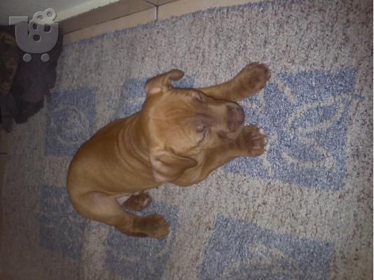 pitbull