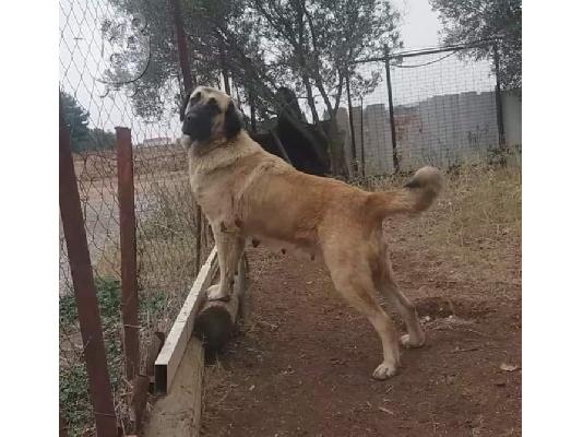 Καθαρόαιμο κανγκαλ xxl