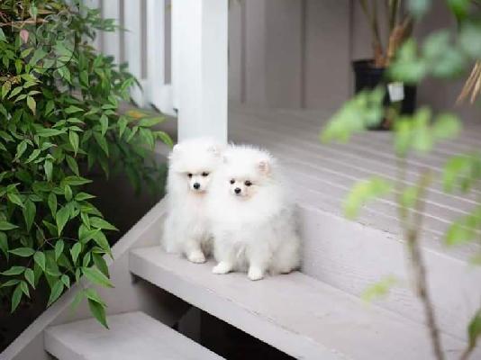PoulaTo: Καταπληκτικά κουτάβια από Pomeranian