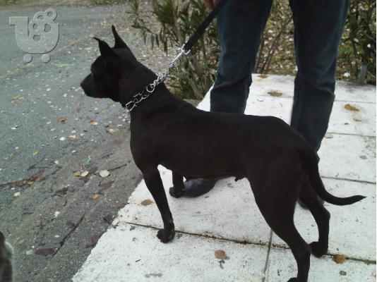 PoulaTo: xarizetai pitbull terrier